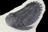 Lot: Assorted Devonian Trilobites - Pieces #76919-2